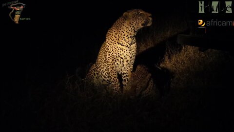 WILDlife: Leopards Mate Behind A Safari Vehicle