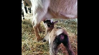 #babygoats #goats #homesteading #farming #farm #cute