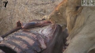 Lion Pride With An African Buffalo That Fought Bravely