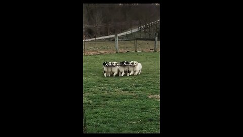 “Fun-Filled Doggy Playtime with Our Adorable Pack!”