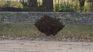 Bee swarm escaping the bush fires part 2