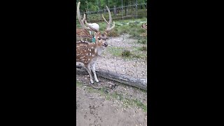 It's antler growing season in the buck pen.