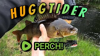 Hauling big Swedish perch with a friend w/ English subtitles