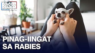 Dog at cat bites, uso tuwing summer; Publiko, pinag-iingat sa rabies