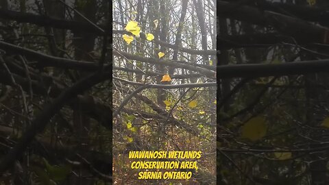 Tree Structures At Wawanosh Wetlands Conservation Area, Sarnia Ontario