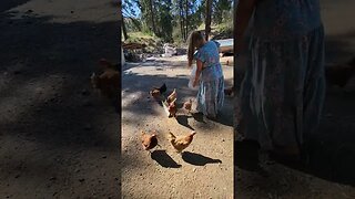 #homesteading #chickens #shorts