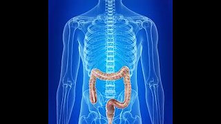 Why the Colon Is the Center of the Immune System