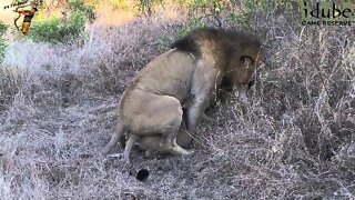 WILDlife: Male Lion Takes His Mate