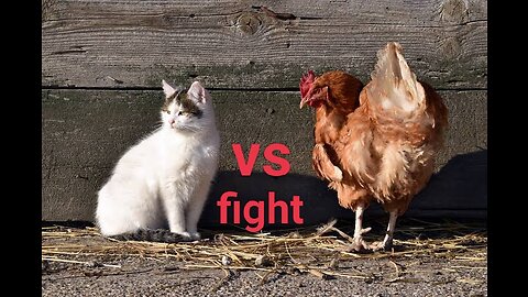 Funny cat VS chicken fight video