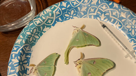 How to Relax/rehydrate your Dried Luna Moth