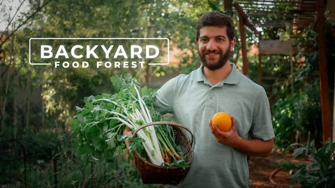 7 Years Growing a MASSIVE Backyard Food Forest | PARAGRAPHIC