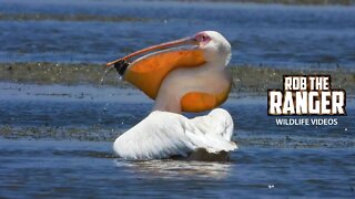 Great White Pelican Trying To Swallow A Fish | Zebra Plains Safari | Amboseli
