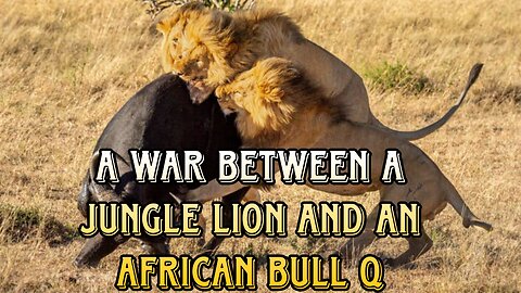 A war between a forest lion and an African bull