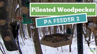 Pileated Woodpecker on suet