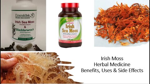 Irish Moss - Herbal Medicine - Benefits, Uses & Side Effects