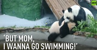 PANDA MOM STOPS REBELLIOUS DAUGHTER GOING SWIMMING