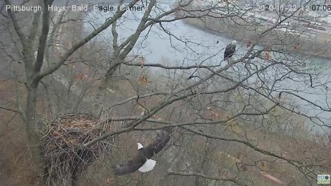 Hays Eagles Dad in nest Mom flys to river 2020 11 22 1207PM
