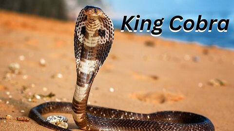 Hooded Majesty: King Cobras #short