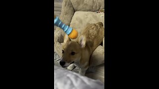 Corgi denies to give his toy to his owner 😹😹