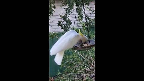 beautiful Sulphur-Crested Cockatoo