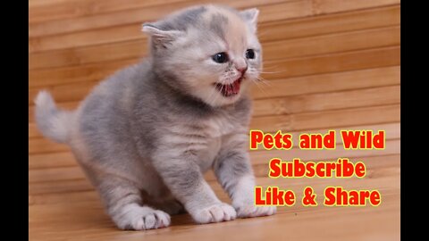 Cute and Funny Cats and Dogs: A Collection of the Cutest and Most Hilarious Cat and Dog Videos