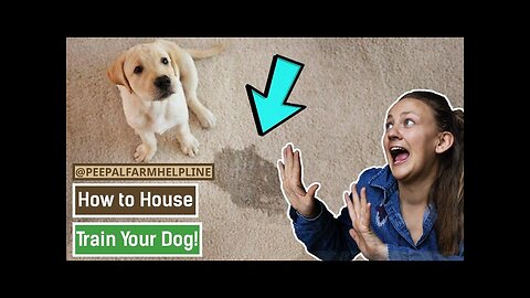 How to house train your dog | Potty train a dog | Puppy training