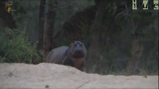 Hippo Walk By