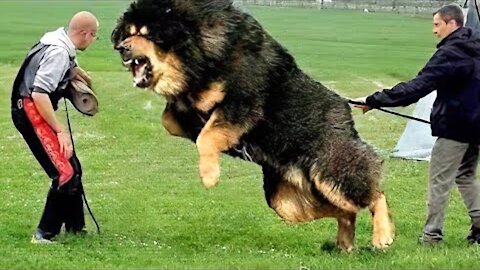 🐕 TOP 10 Strongest Dog Names - for Male And Female Dogs!