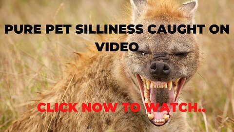 Silly Pets - Crazy, Silly Pets Spazz Out || Hilarious Pet Video Comp