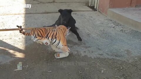 Fake Tiger Prank Dog So Funny Challenge 2021😂😅😂 | fake tiger prank dog