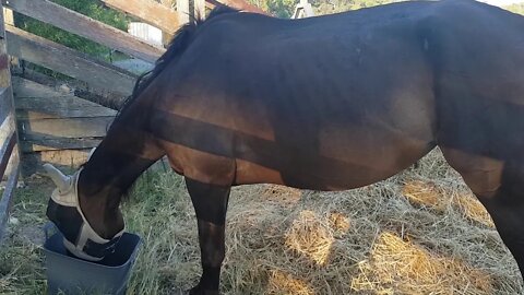 Pregnant mare putting on much needed weight after being neglected and mistreated.