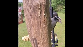 Peekaboo woodpecker