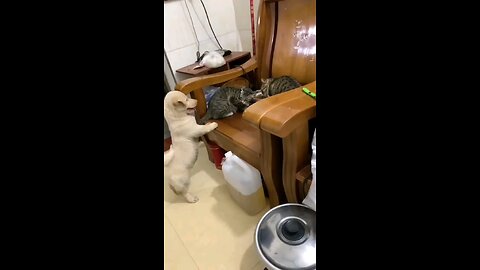 Innocent😻_cat_vs_anger_puppy😱_cat_puppy_fight😱😱🙈