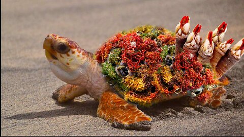 Tiny sea turtle survived desperately before being removed black cement of barnacles from shell