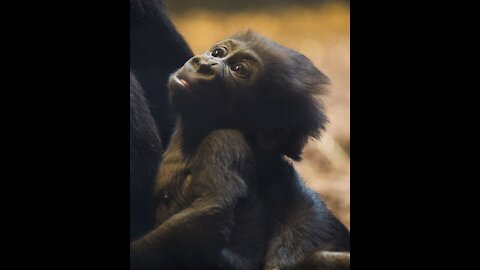 Beautiful little gorilla playing