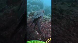 POLVO NADANDO NO OCEANO #shorts #planetaanimalshorts #animals