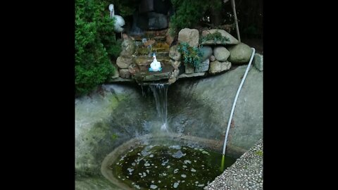 (1) My little pond near the house. Algae problem and green water