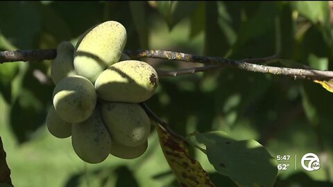 Move over pumpkin spice: Pawpaw fruit is the new taste of fall in Michigan
