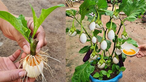🍆🌱✨ Surprising Eggplant Tree Propagation Techniques - Unleash the Magic! 🌳🥚 #plant #asmr