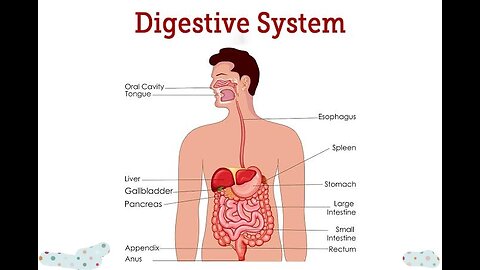 Food digestive system | food digestion l