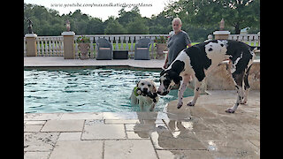 Great Dane Figures Out He Can Drink out of the Pool