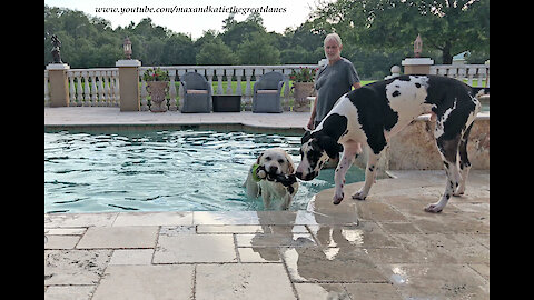 Great Dane Figures Out He Can Drink out of the Pool