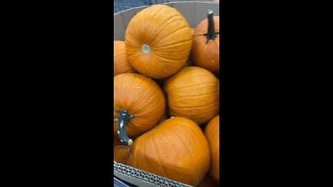 Jumbo Pumpkins