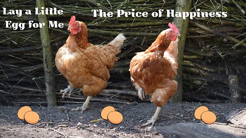 Lay a Little Egg for me - The Price of Happiness