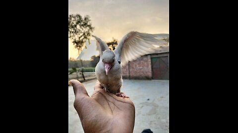 What is the Bird name Please comment me guys