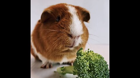 Guinea Pig Munching on Broccoli