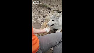 Arctic wolf sweetly gives caretaker his paw
