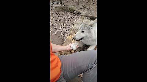 Arctic wolf sweetly gives caretaker his paw