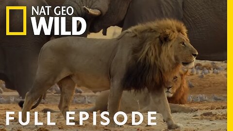 Uprising: Lion King Slayers | Bloody Wars in the Pride (Full Episode) | Savage Kingdom