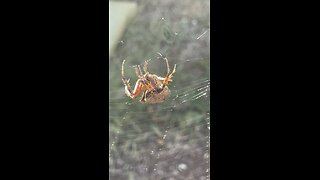 Garden spider